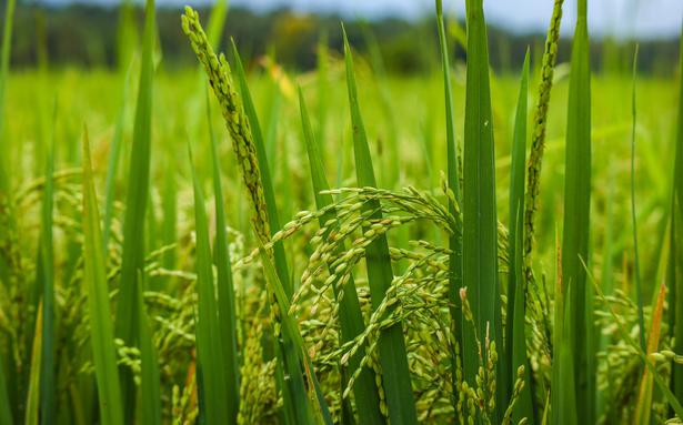 Centre projects record production of rice